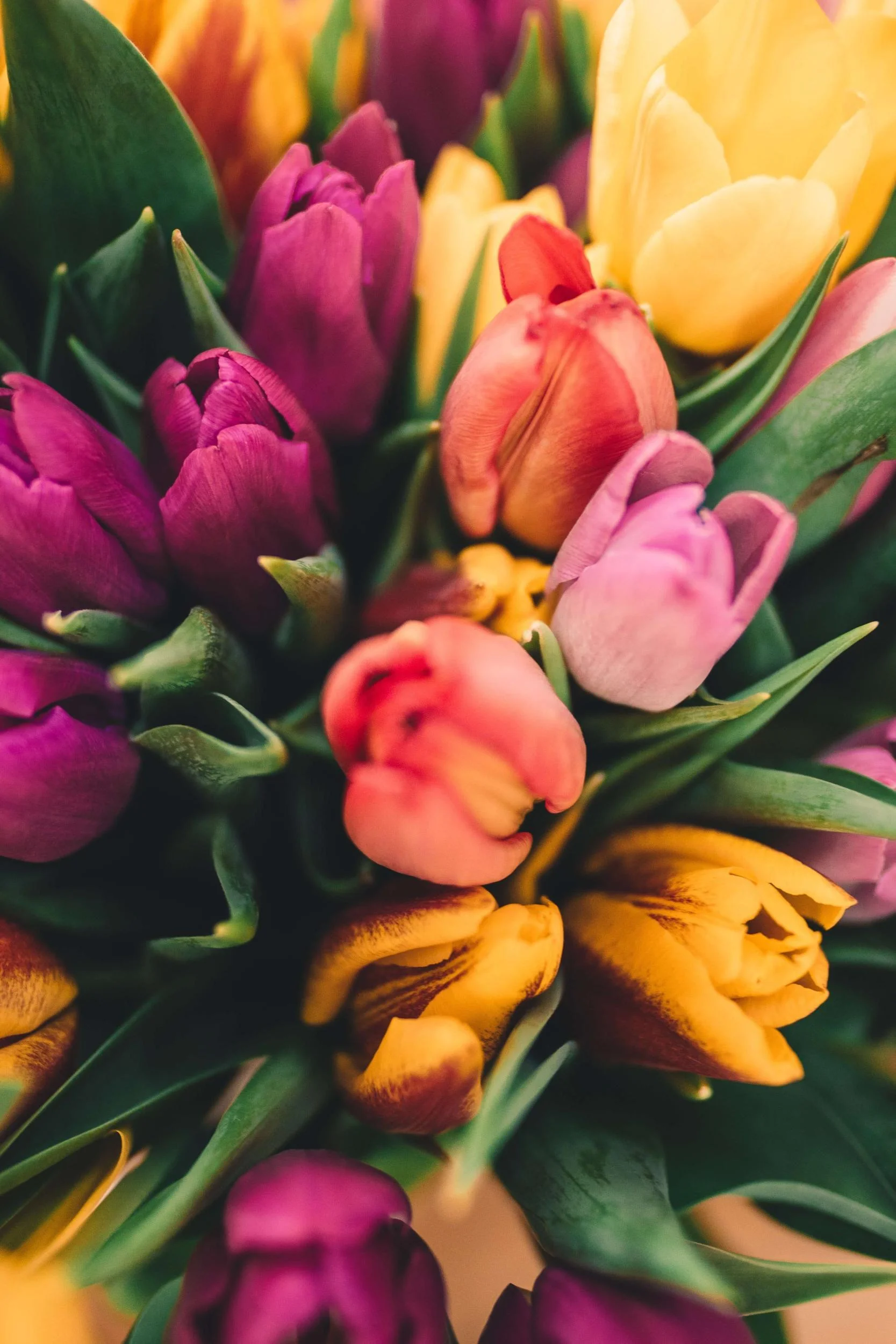 Hver farve på tulipanen har sin symbolik